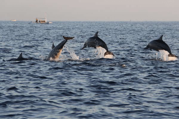 Dolphin Beach area